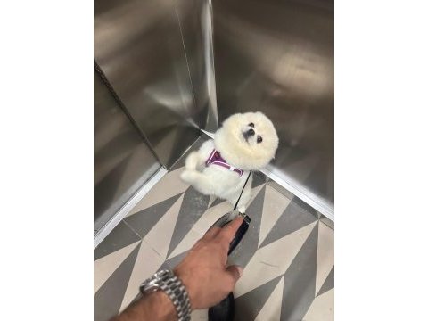 Erkek pomeranian 1 yaşında