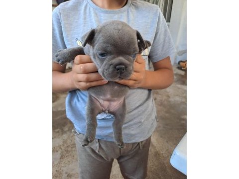 French bulldog blue