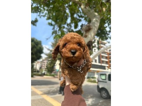 Poodle bebekler