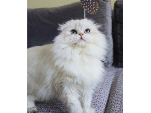 Beyaz aslan yeni yuvasına kavuşmayı bekliyor