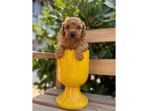 Tatlılığıyla aşık edebilecek minicik bir poodle kalp