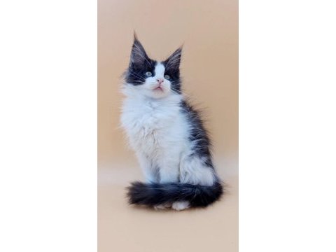 7 aylık maine coon