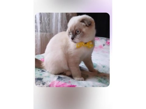 Scottish fold 10 aylık