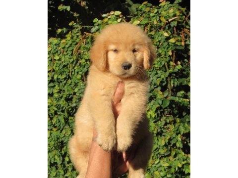 Golden retriever yavruları