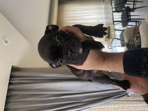 Blue ve siyah 2 aylık french bulldog yavrular