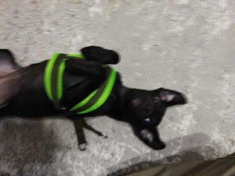 Minyatür pinscher