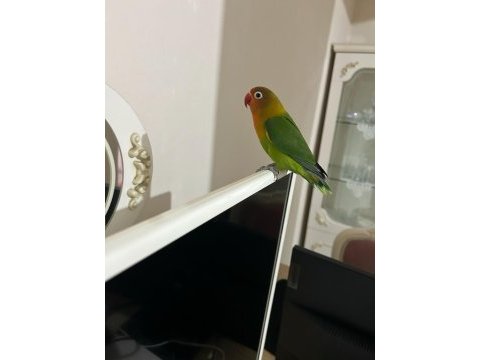Yavru cennet papağanı