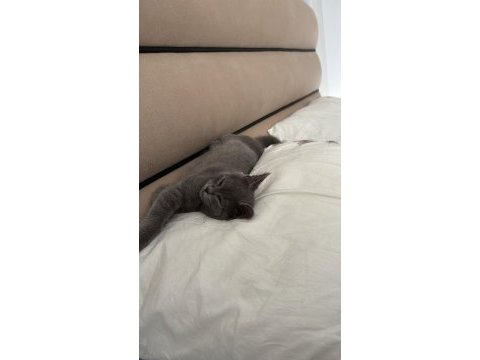 Hayatınıza neşe katacak british shorthair yavru
