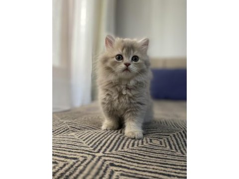 British longhair