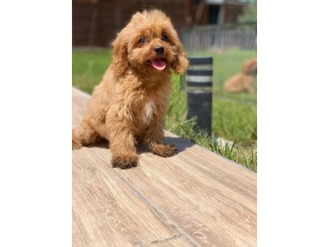 Cavapoo yavruları sağlık ve ırk garantili