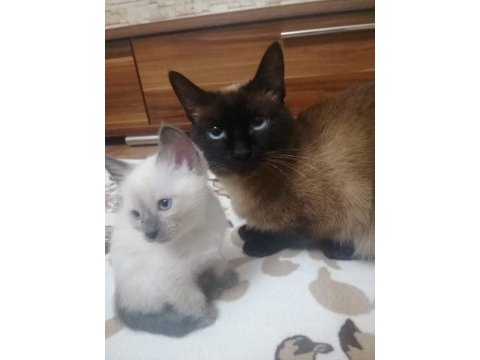 Kırık kuyruk safkan erkek yavru siyam kedisi