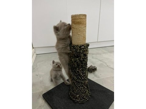 Orjinal safkan scottish fold bebekler