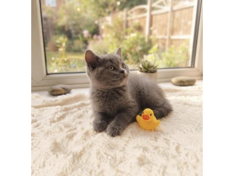 2 aylık erkek british shorthair