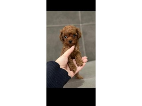 Muhteşem kore poodle yavrular