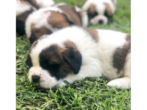 St bernard son erkek yavru