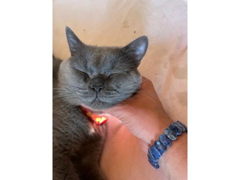 British shorthair 19 aylık