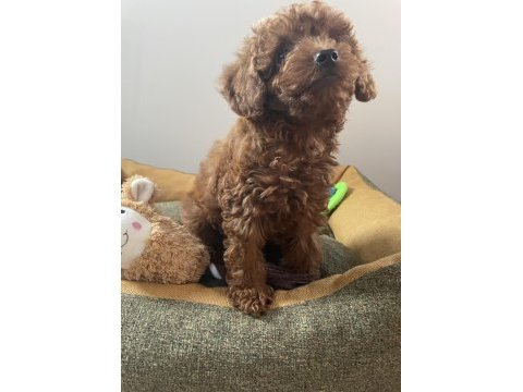 Micro boy toy poodle kızımız yeni yuvasını arıyor