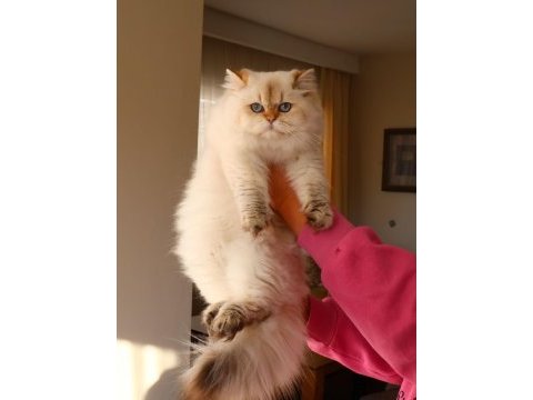 Full şecereli dişi british longhair