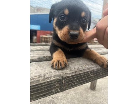 2 aylık erkek rottweiler