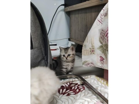 Biz hazırız british longhair