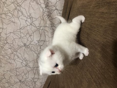 Scottish fold yavrularımız sahiplendirilecektir