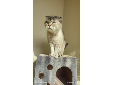British shorthair silver
