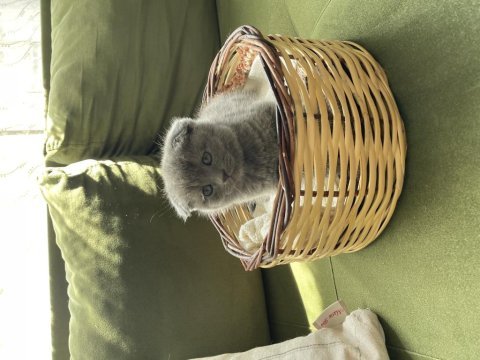 Çok minnoş sevimli scottish fold yavrumuz