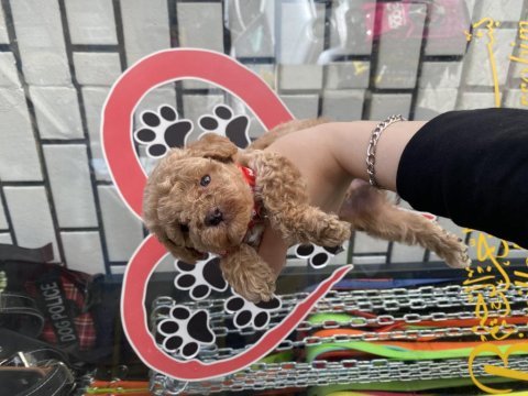 Güzel maltipoo bebekler
