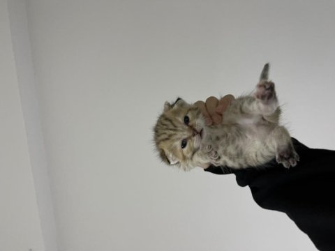 Uysal dişi scottish fold