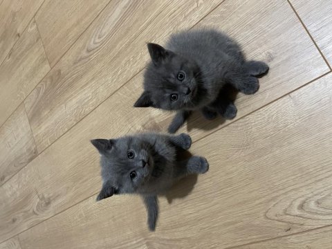 British shorthair yavru kedimiz