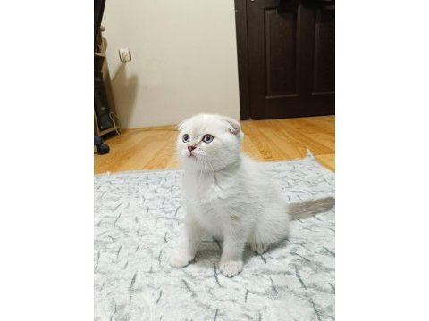 2 aylık scottish fold yavrumuz erkek bakımlı