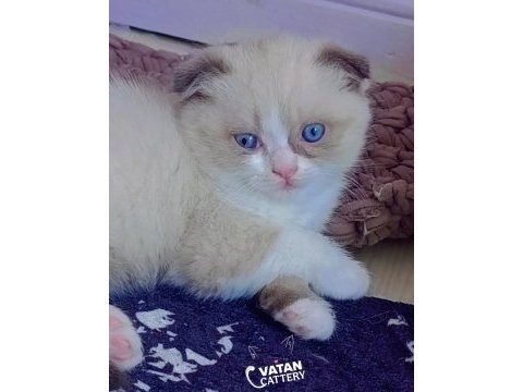 British shorthair fold bicolor