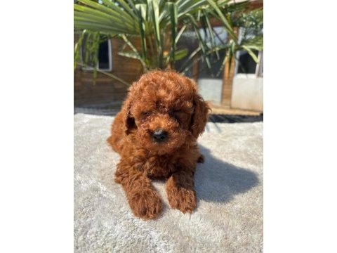 Red toy poodle yavrular