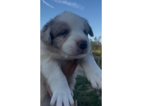 Çok özel mavi gözlü merle border collie yavrular