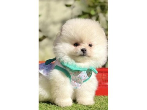 Pomeranian boo köpeği
