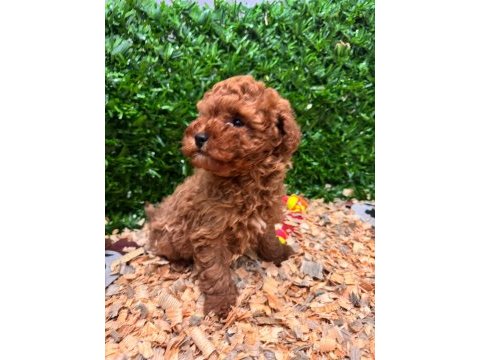 Burkemden a kan toy poodle yavrularımız