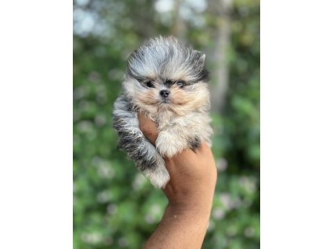 Merle pomeranian boo