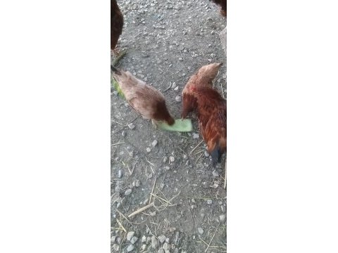 Acil satılık tavuk