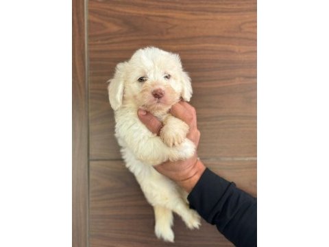 Köpeklerde kalite tesadüf değildir