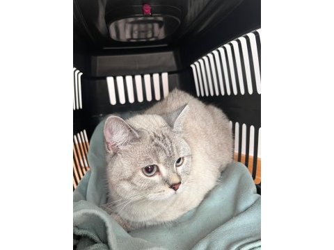 2 yaşında dişi british shorthair ev kedisi