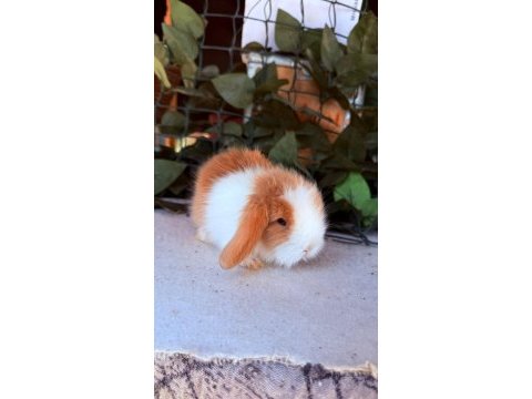 Safkan hollanda teddy lop tavşan