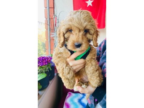 2.5 aylık maltipoo