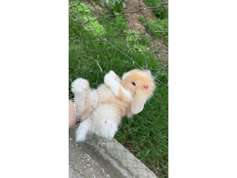 Hollanda lop tavşanı yavrularımız