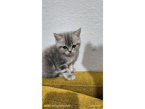 2 aylık orjinal british shorthair