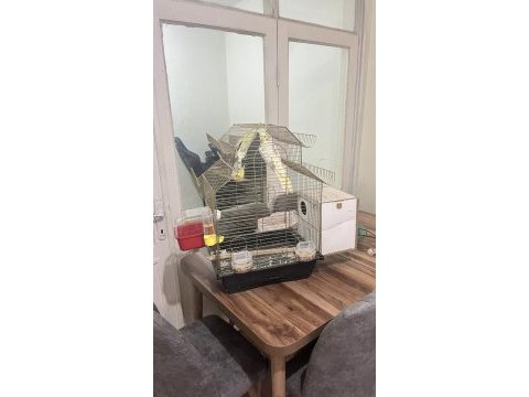 Kafes ile birlikte vereceğim sultan papağanı