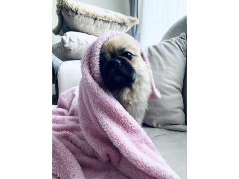 Pekinez ırk erkek köpeğim