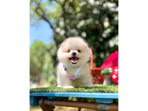 Pomeranian yavruları