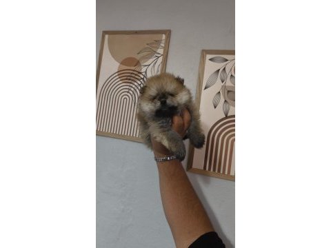 Pomeranian boo teddy bear yavrucuklar
