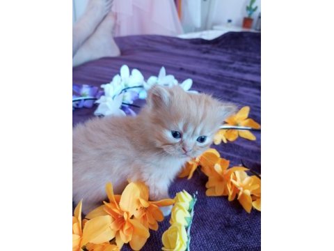 Chinchilla çinçila sarı ve beyaz yavrular safkan