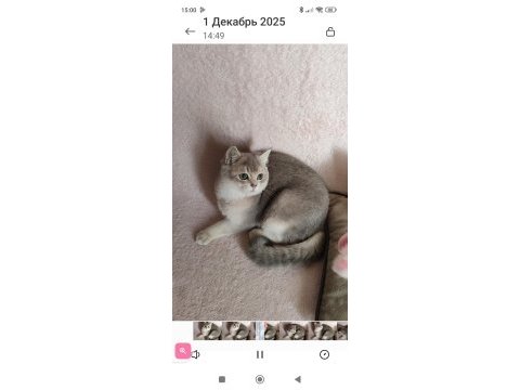 Safkan british shorthair